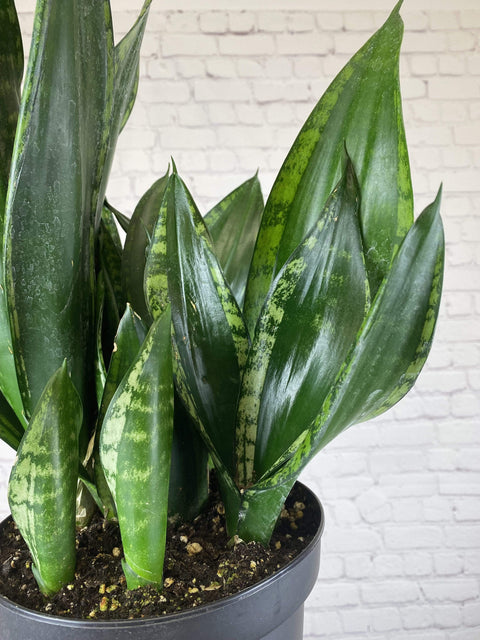 Plant Goals Plant Shop 8" Sansevieria Whitney
