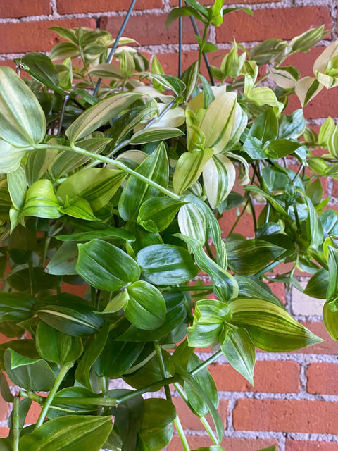 Plant Goals Plant Shop 8" Tradescantia Yellow Zebra Hanging Basket
