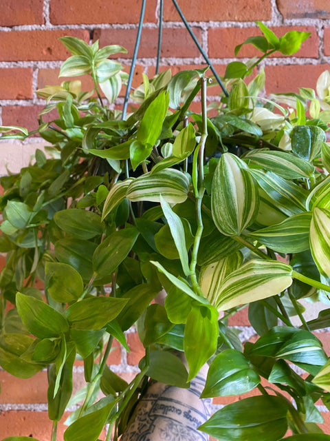 Plant Goals Plant Shop 8" Tradescantia Yellow Zebra Hanging Basket
