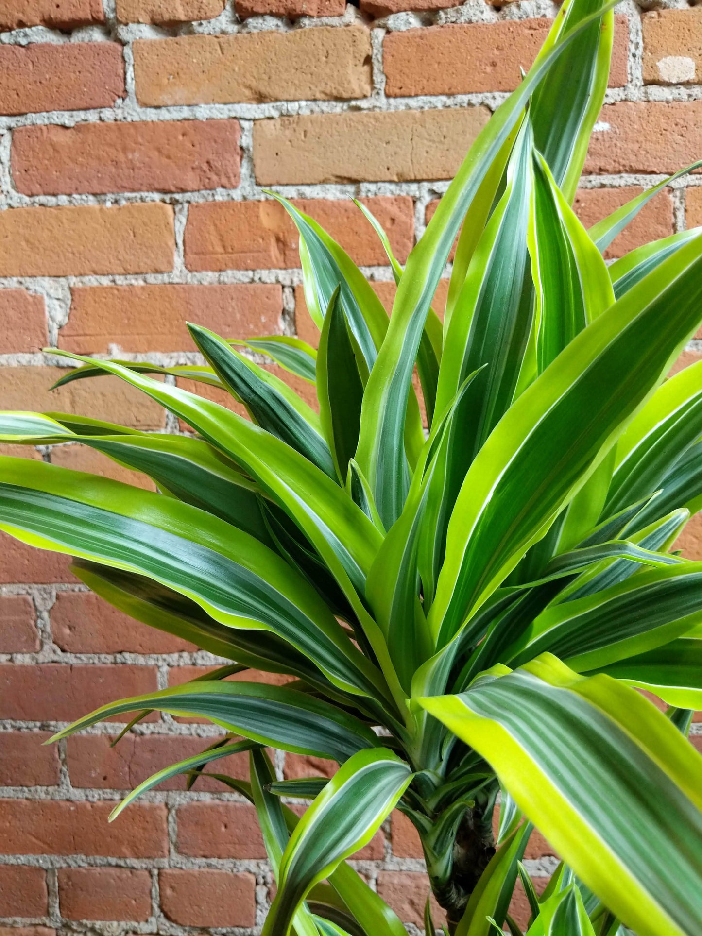 Plant Goals Plant Shop 9.5" Dracaena Deremensis Cane | Lemon Lime
