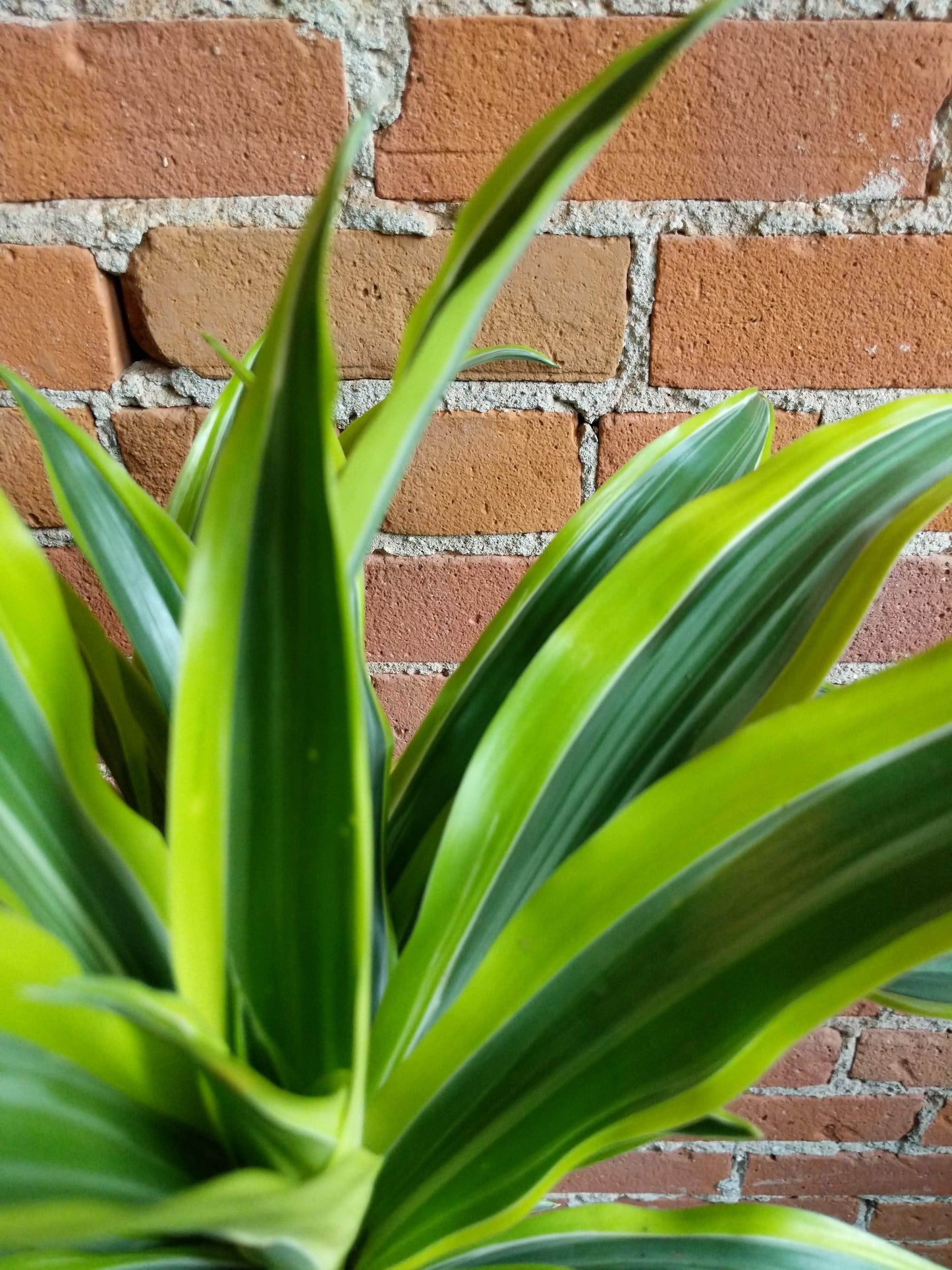 Plant Goals Plant Shop 9.5" Dracaena Deremensis Cane | Lemon Lime