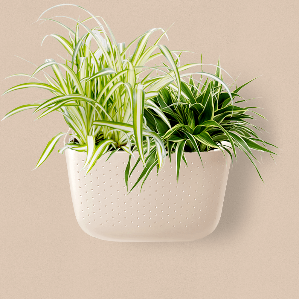 Plant Goals Plant Shop Eco Oat Wall Planter