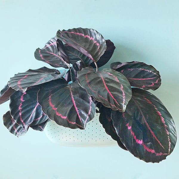 Plant Goals Plant Shop Eco Spa Wall Planter