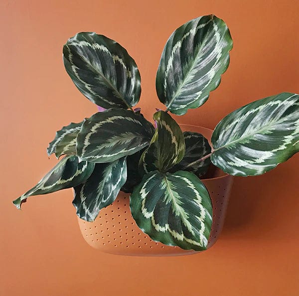 Plant Goals Plant Shop Eco Terracotta Wall Planter