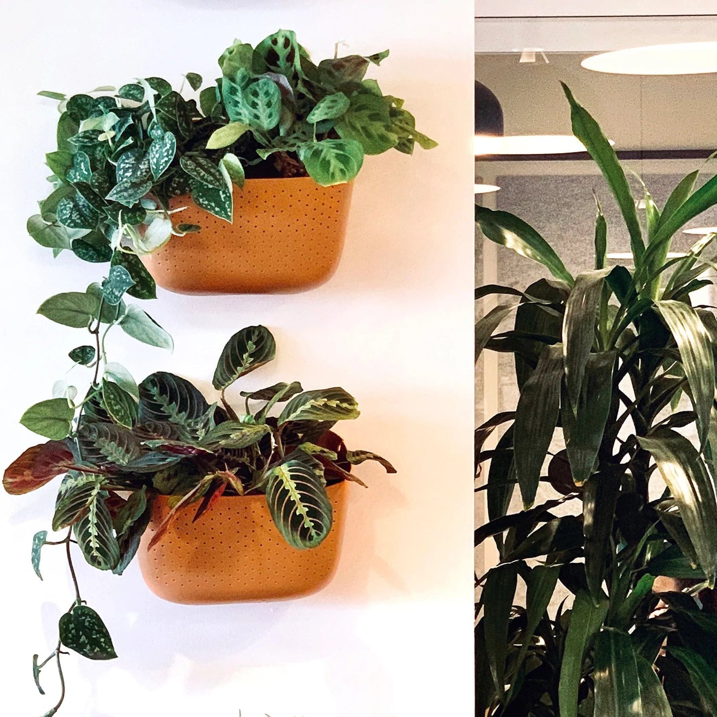 Plant Goals Plant Shop Eco Terracotta Wall Planter