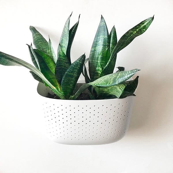 Plant Goals Plant Shop Eco White Wall Planter
