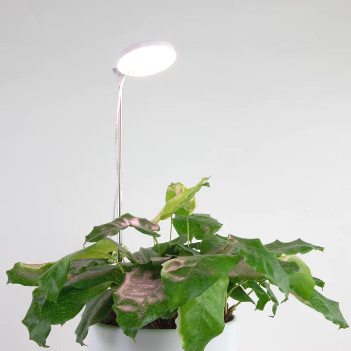 Plant Goals Plant Shop Mossify Adjustable LED Plant Light