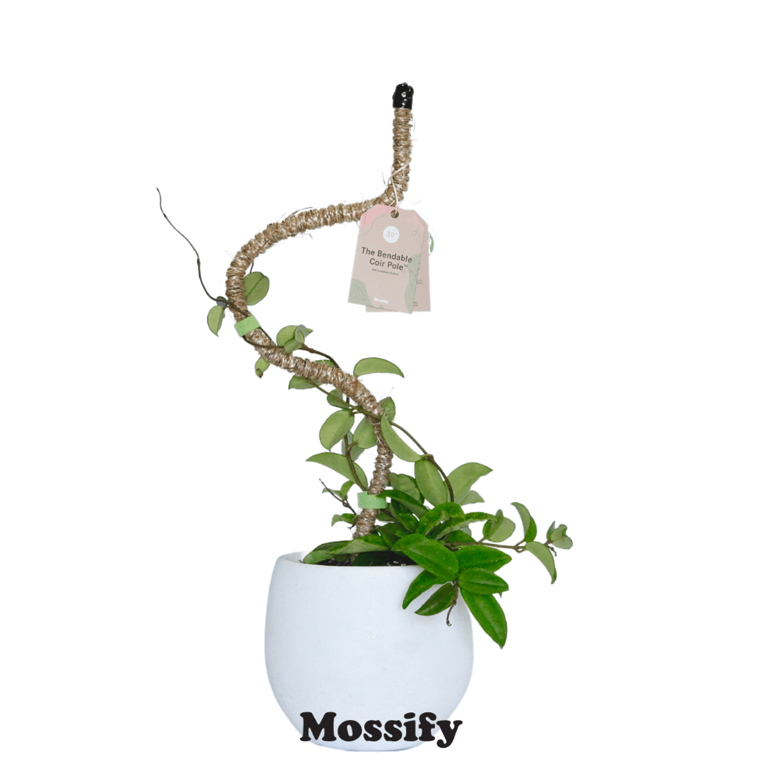 Plant Goals Plant Shop The Bendable Coir Pole™