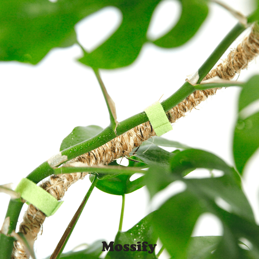 Plant Goals Plant Shop The Bendable Coir Pole™