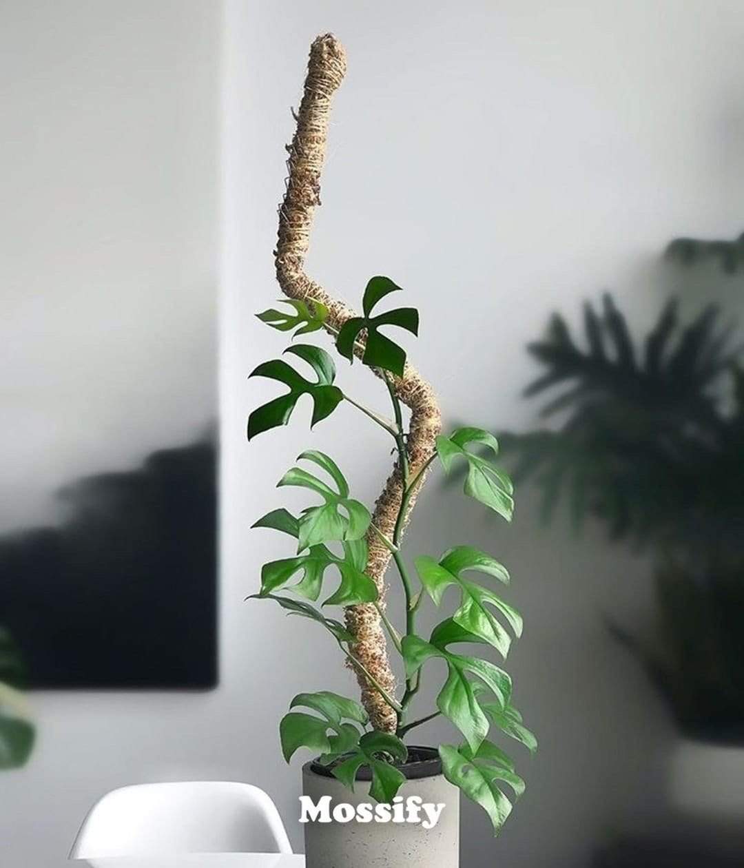 Plant Goals Plant Shop The Bendable Moss Pole™