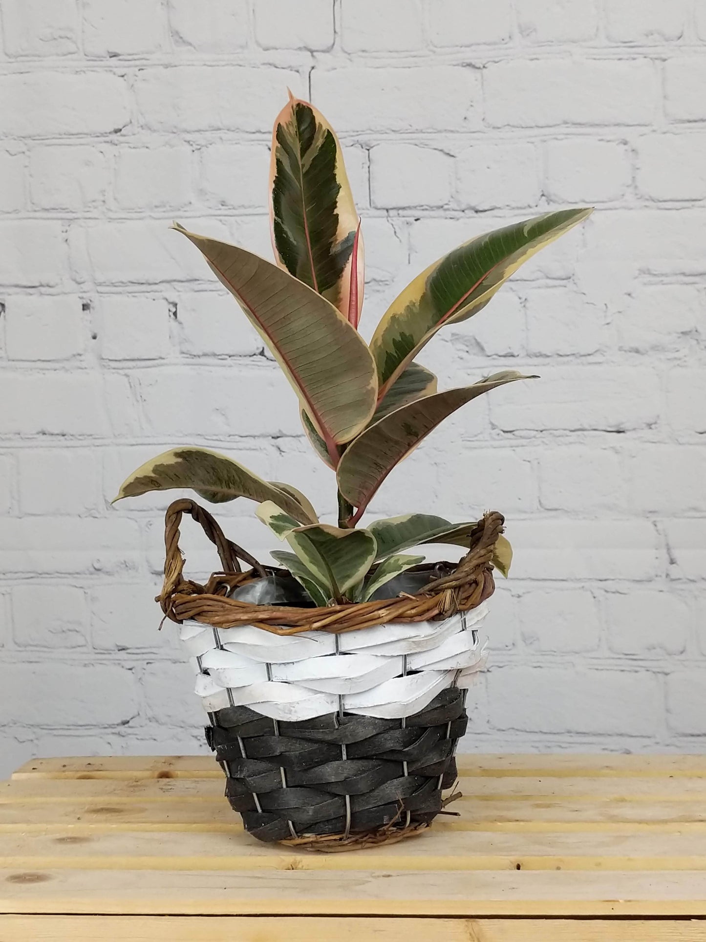 Plant Goals Plant Shop Wicker Basket Potcover | Two-Tone Small