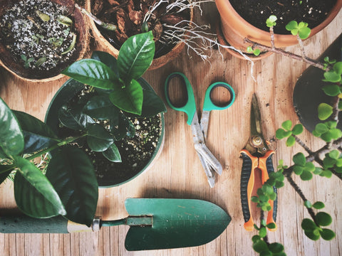 4 things to do before bringing your plants inside after summer.