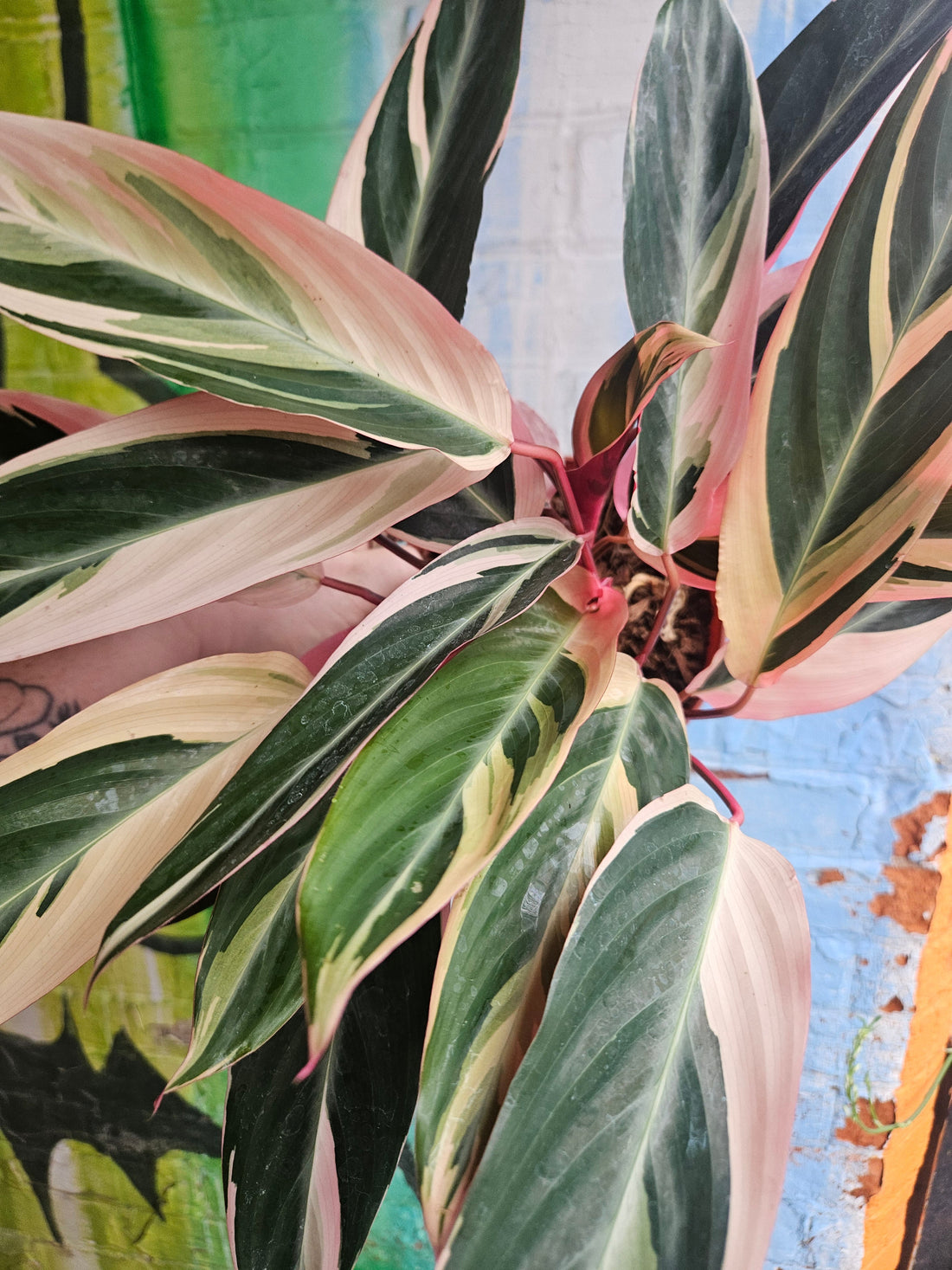 How To Keep Your Plants Happy Through Ontario Winter
