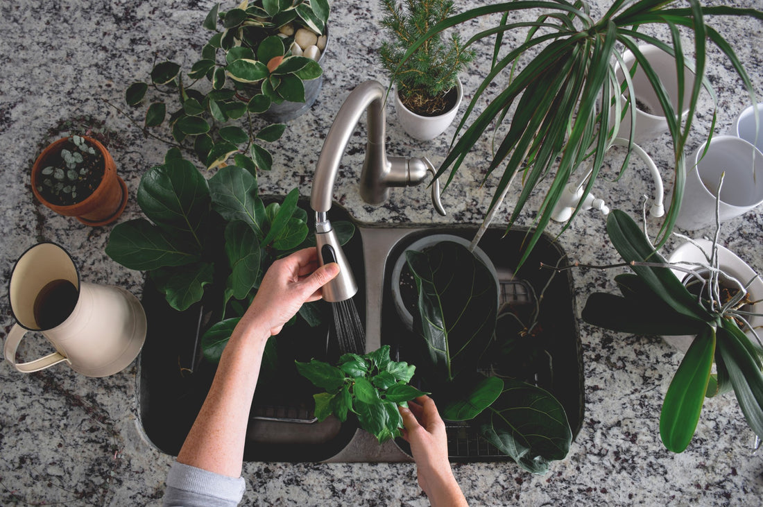 How to hire a plant sitter!