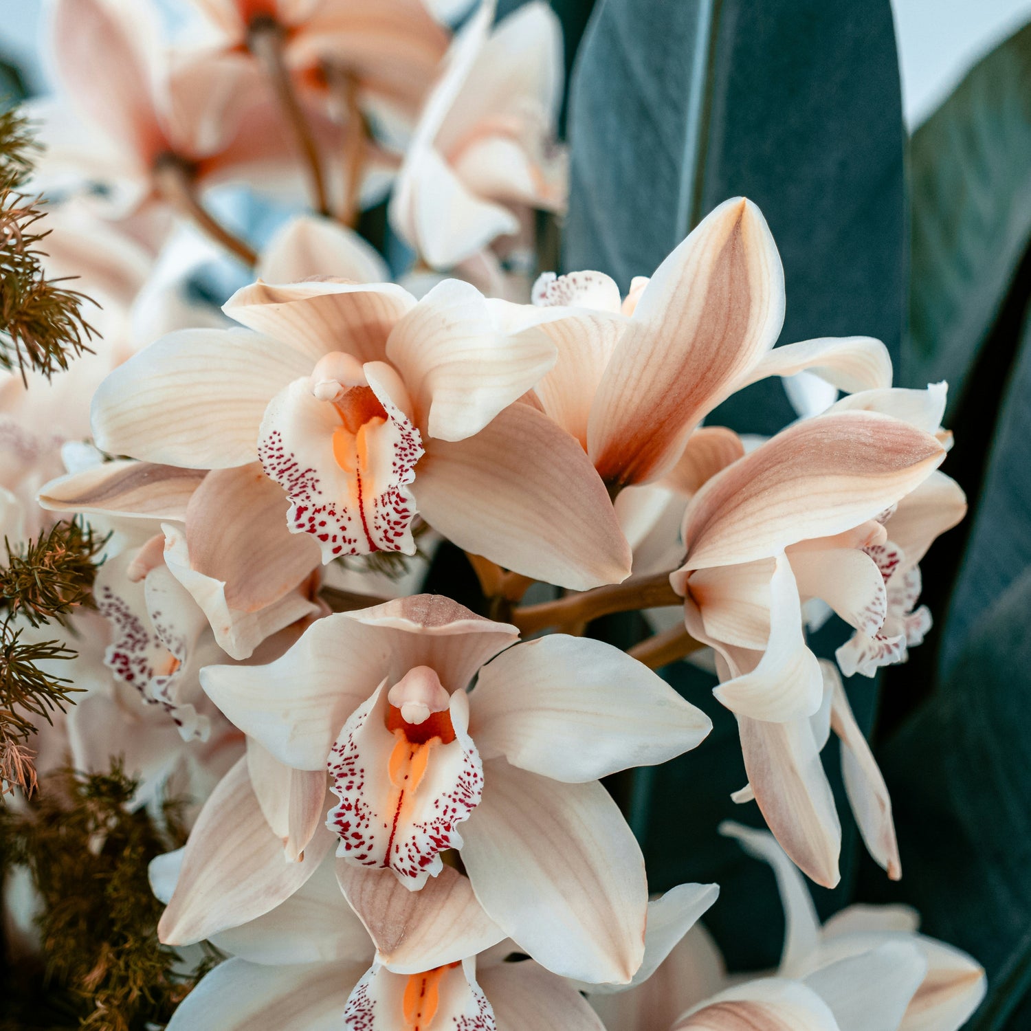 Flowering Plants