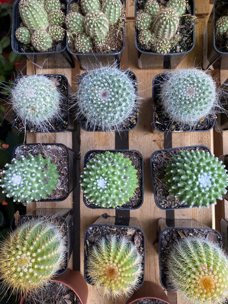 Cacti