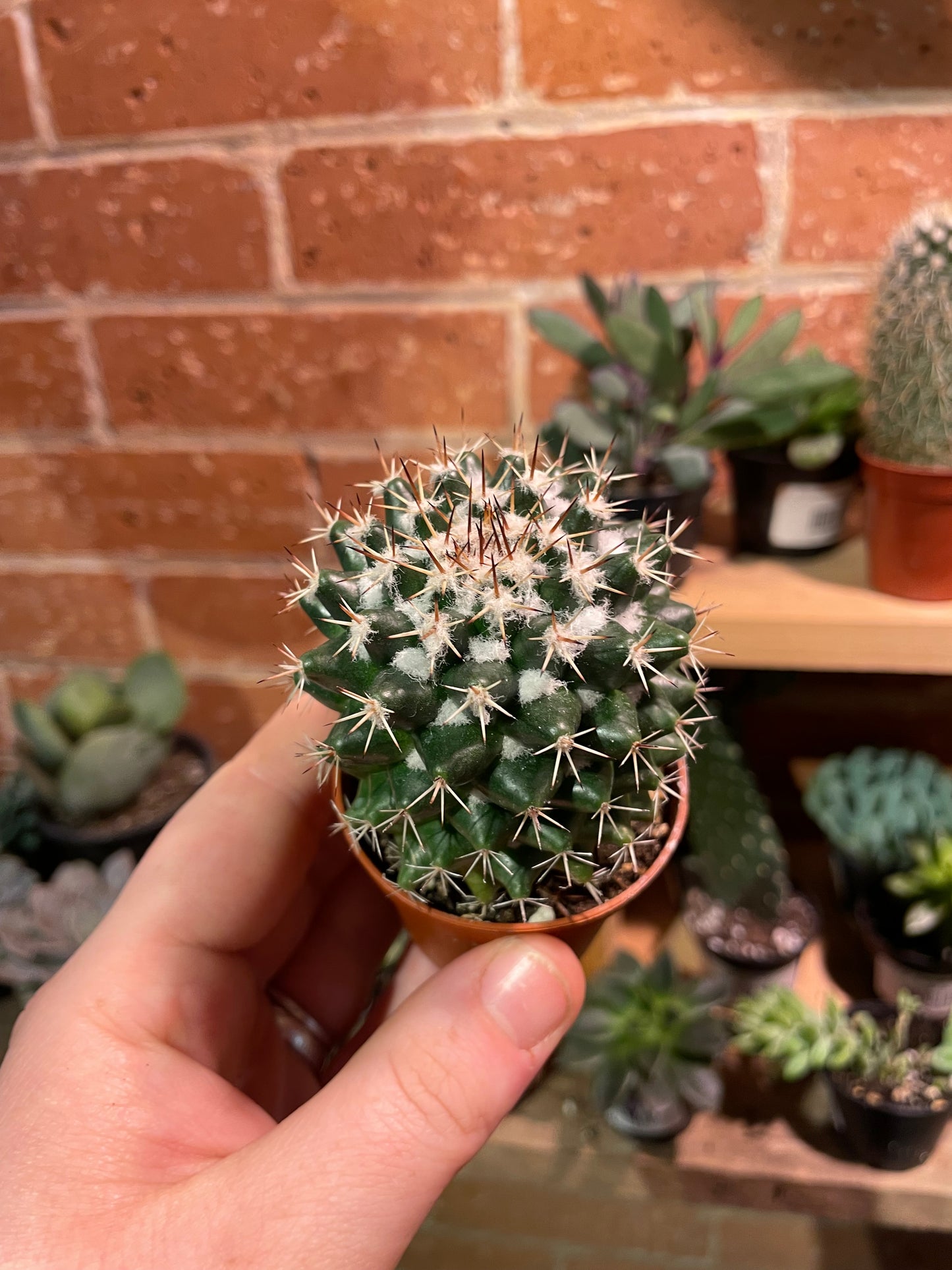 2.5” Mammillaria Polythele Cactus