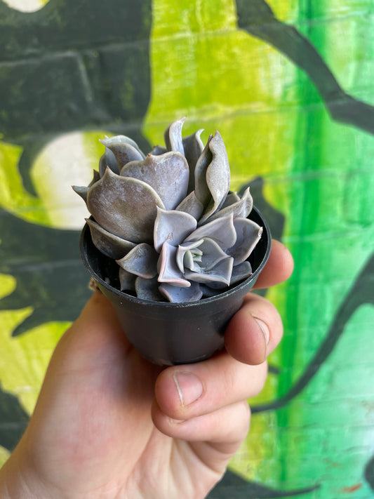 2.5" Echeveria Lilacina