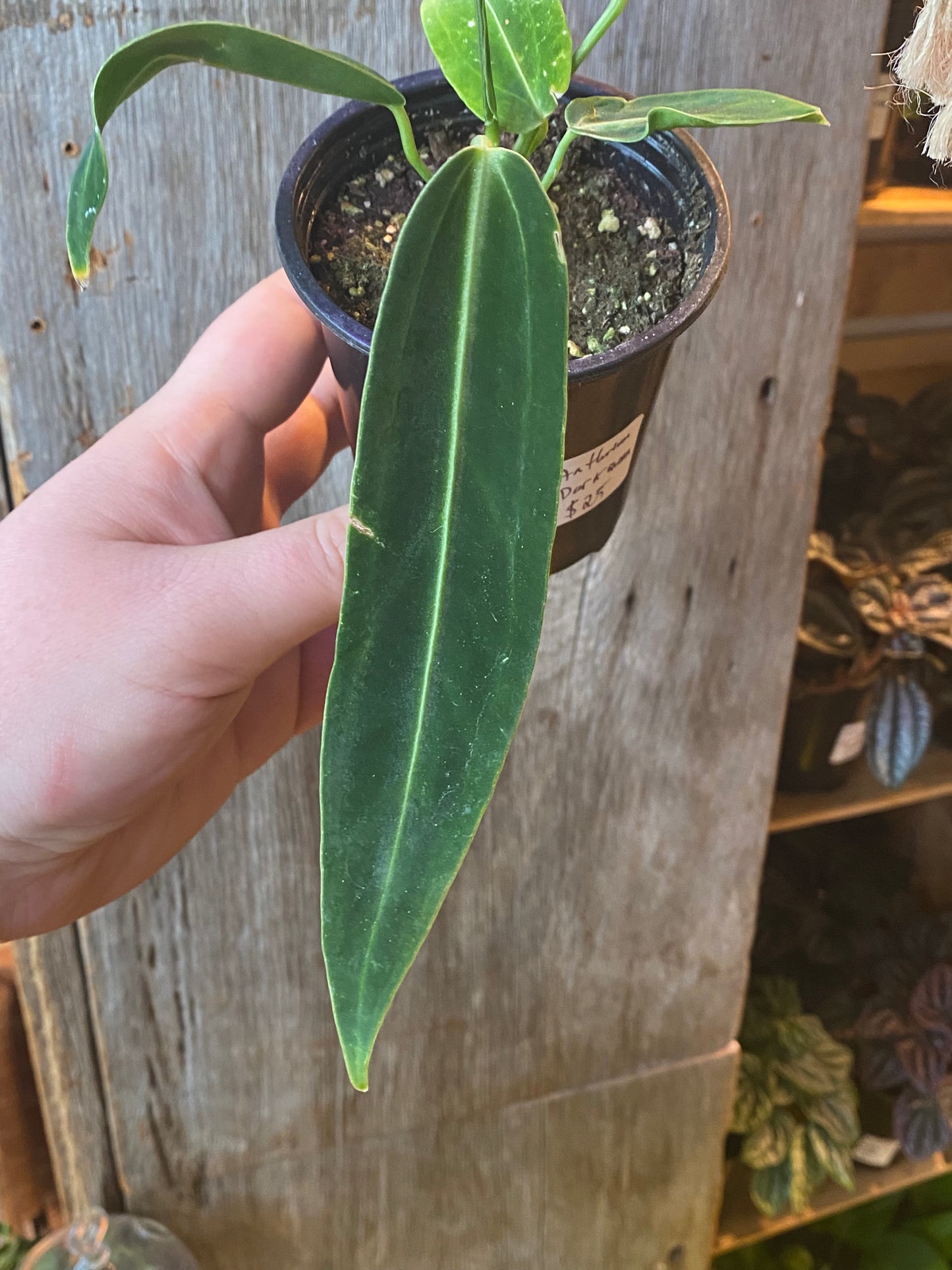 3.5" Anthurium Warocqueanum Dark Queen