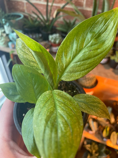 3.5" Spathiphyllum Mojo Variegated