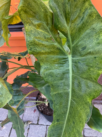 12” Philodendron Paraiso Verde Trellis