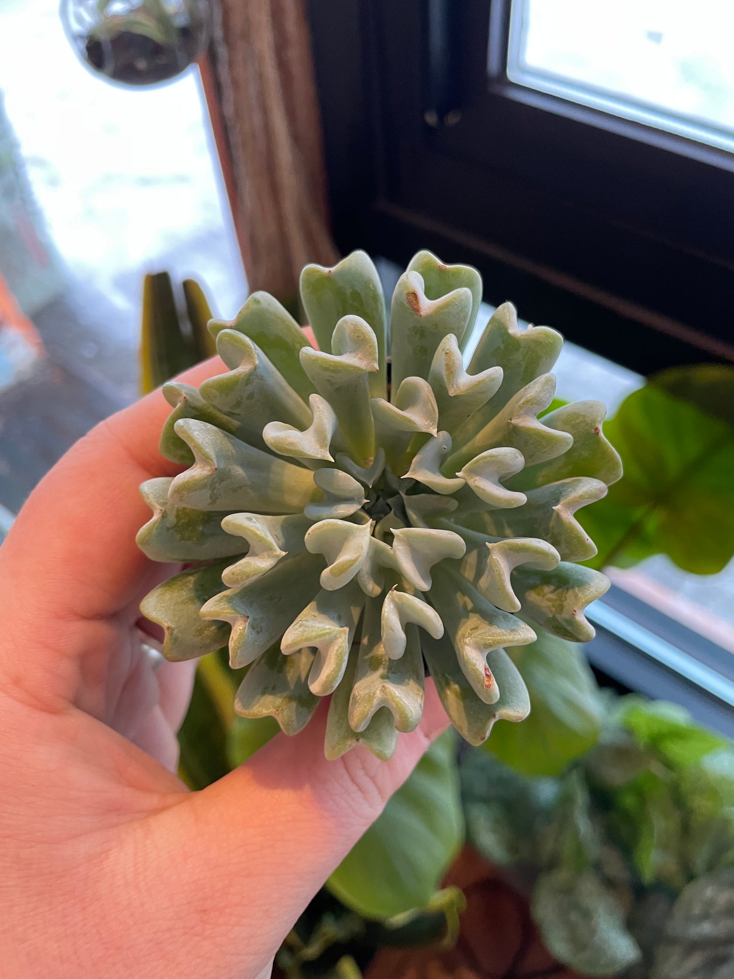 2.5" Echeveria Runyonii