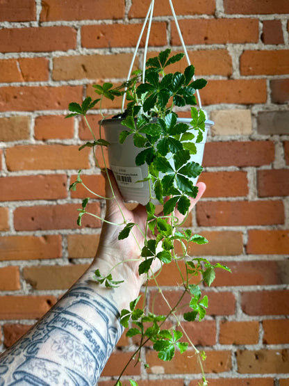 6" Sugar Vine Hanging Basket