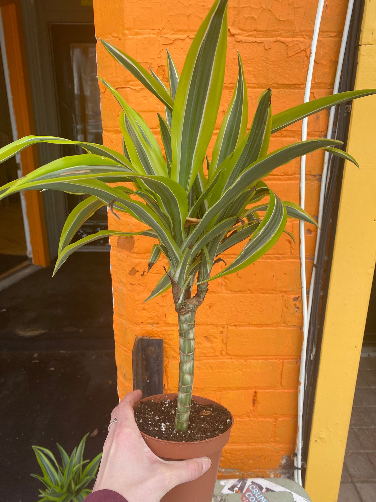 5” Dracaena Warneckii Lemon Lime