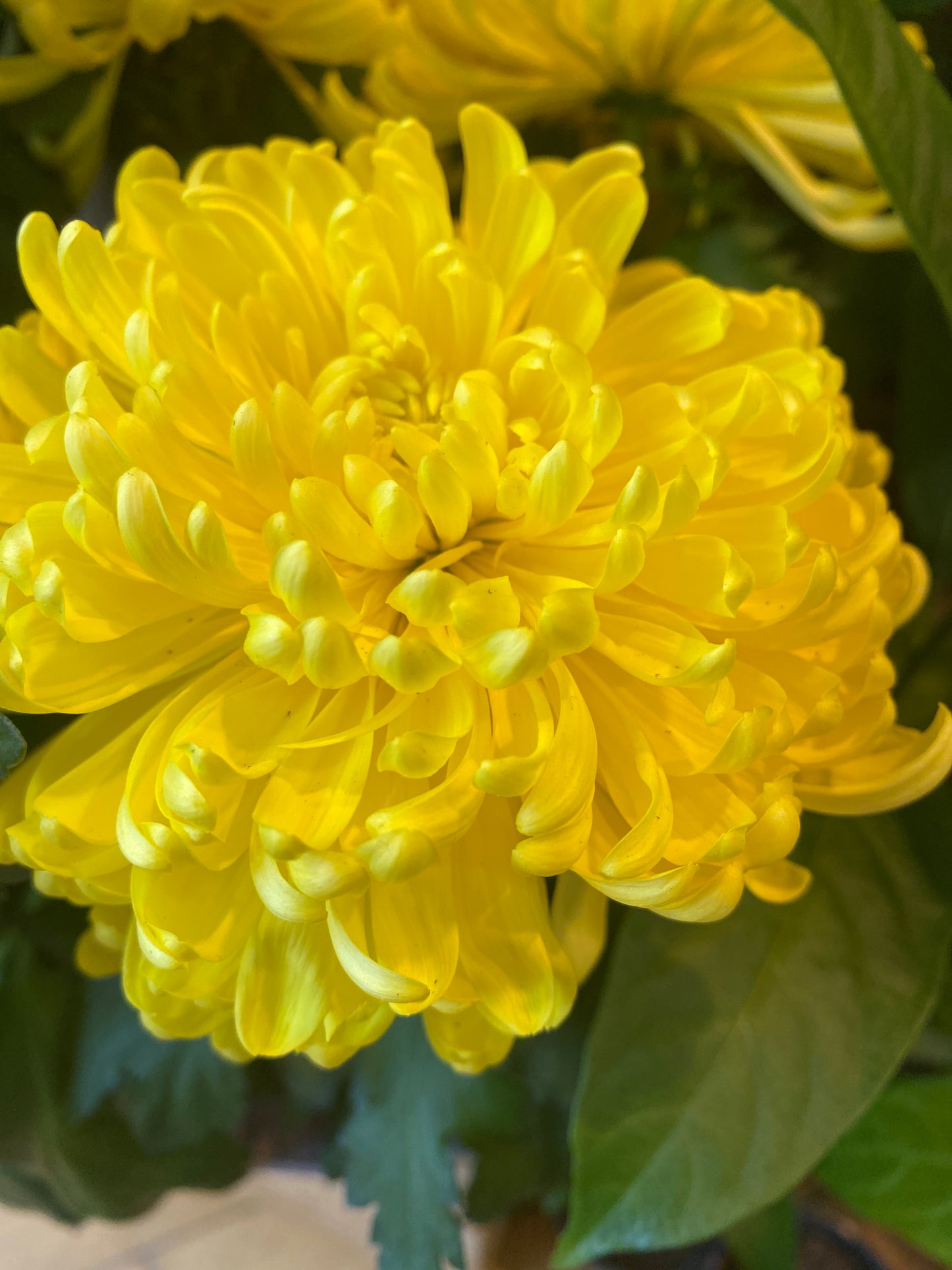 6” Yellow Chrysanthemum