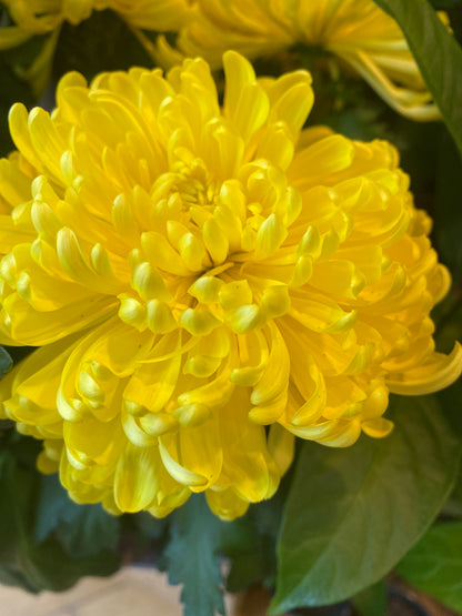 6” Yellow Chrysanthemum