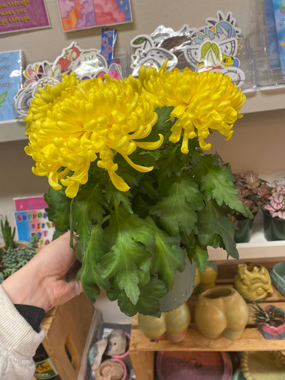 6” Yellow Chrysanthemum