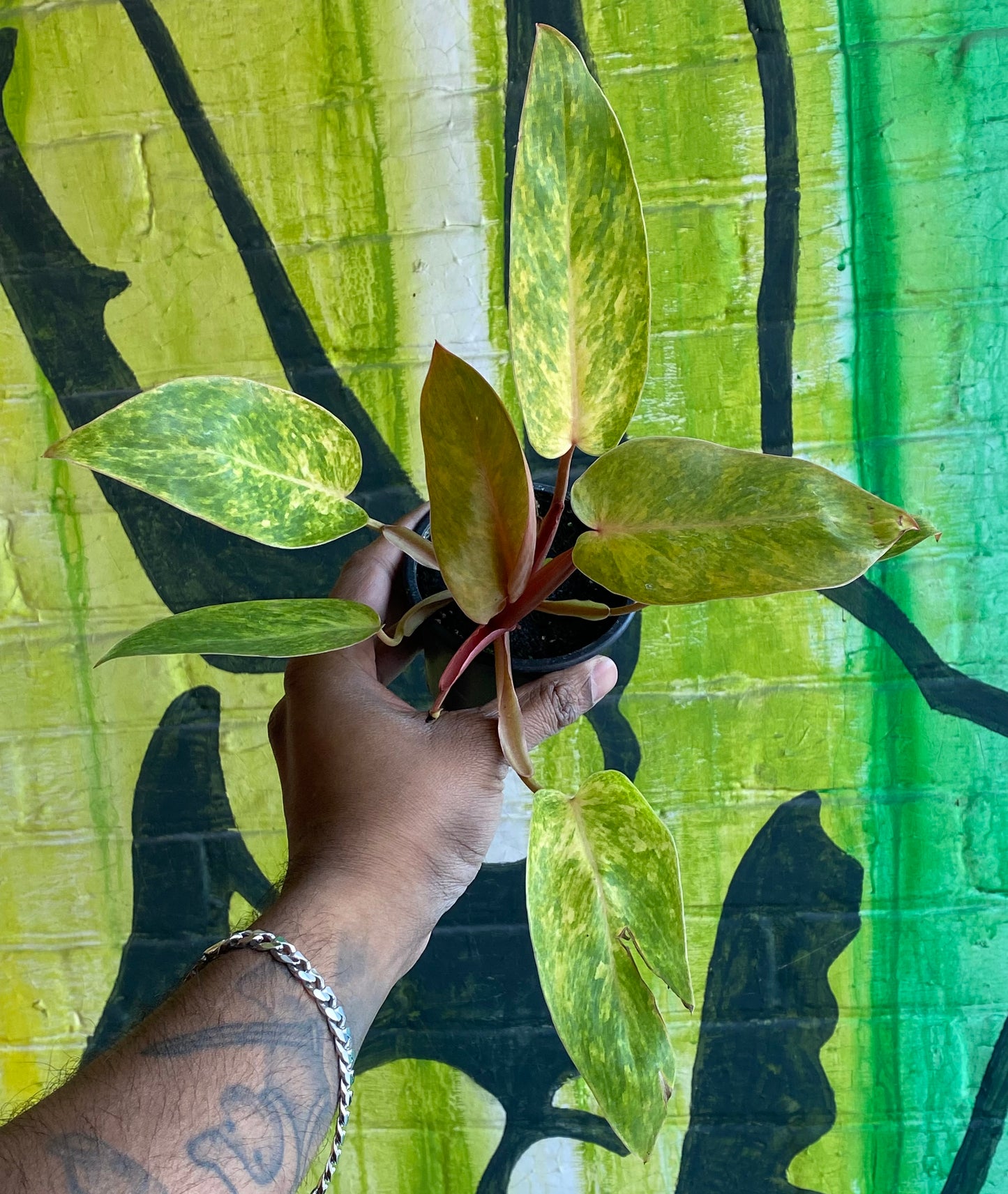 3.5” Philodendron Painted Lady
