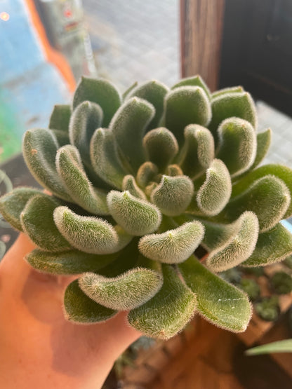 3.5" Echeveria Doris Taylor