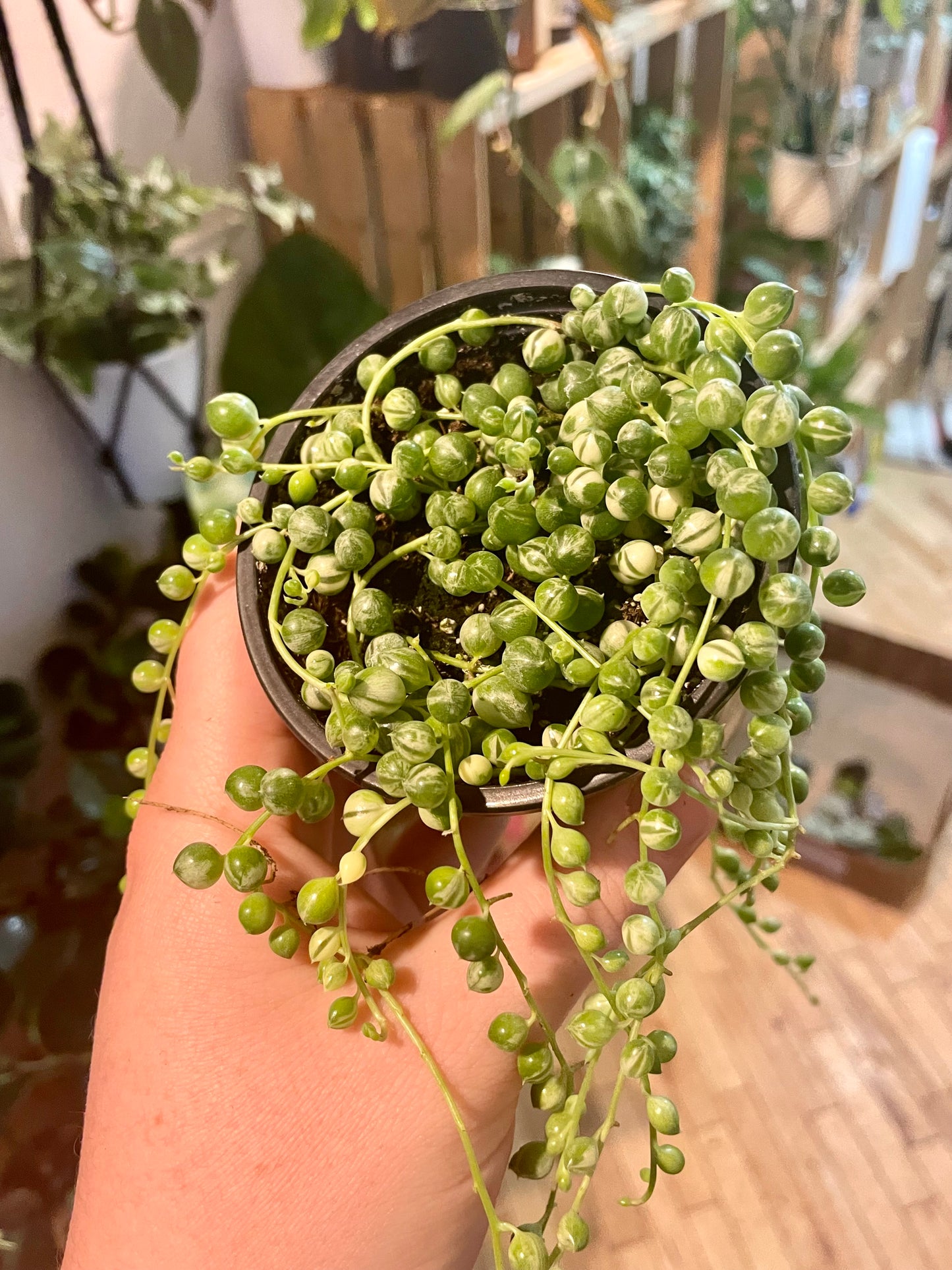 3.5" Variegated String Of Pearls