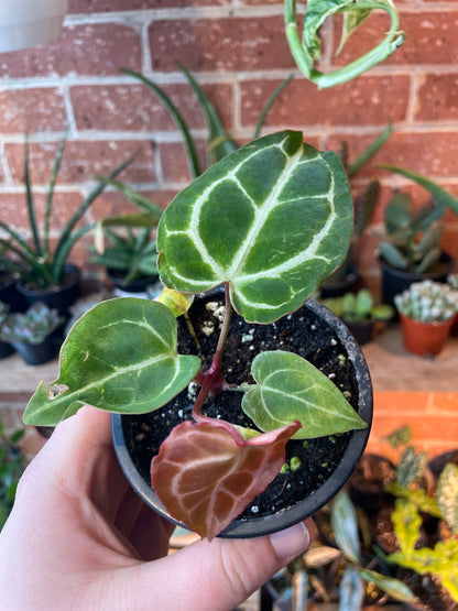 3.5" Anthurium Crystalinum Turtle