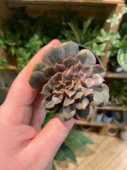 2.5" Crested Echeveria Agavoides Mont