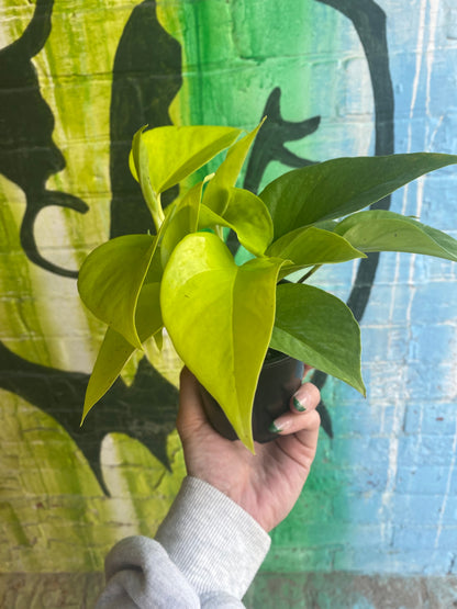 3.5" Pothos Neon