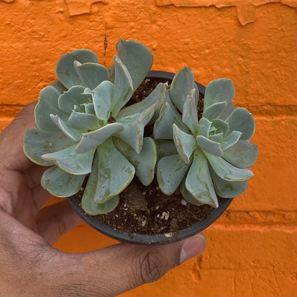 3.5" Echeveria Runyonii
