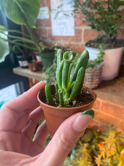 Crassula Ovata "Hobbit Jade"