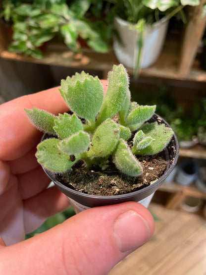 2.5" Cotyledon Tomentosa | Bear Paw Succulent