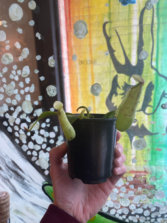 3.5" Nepenthes Dyeriana| Pitcher Plant