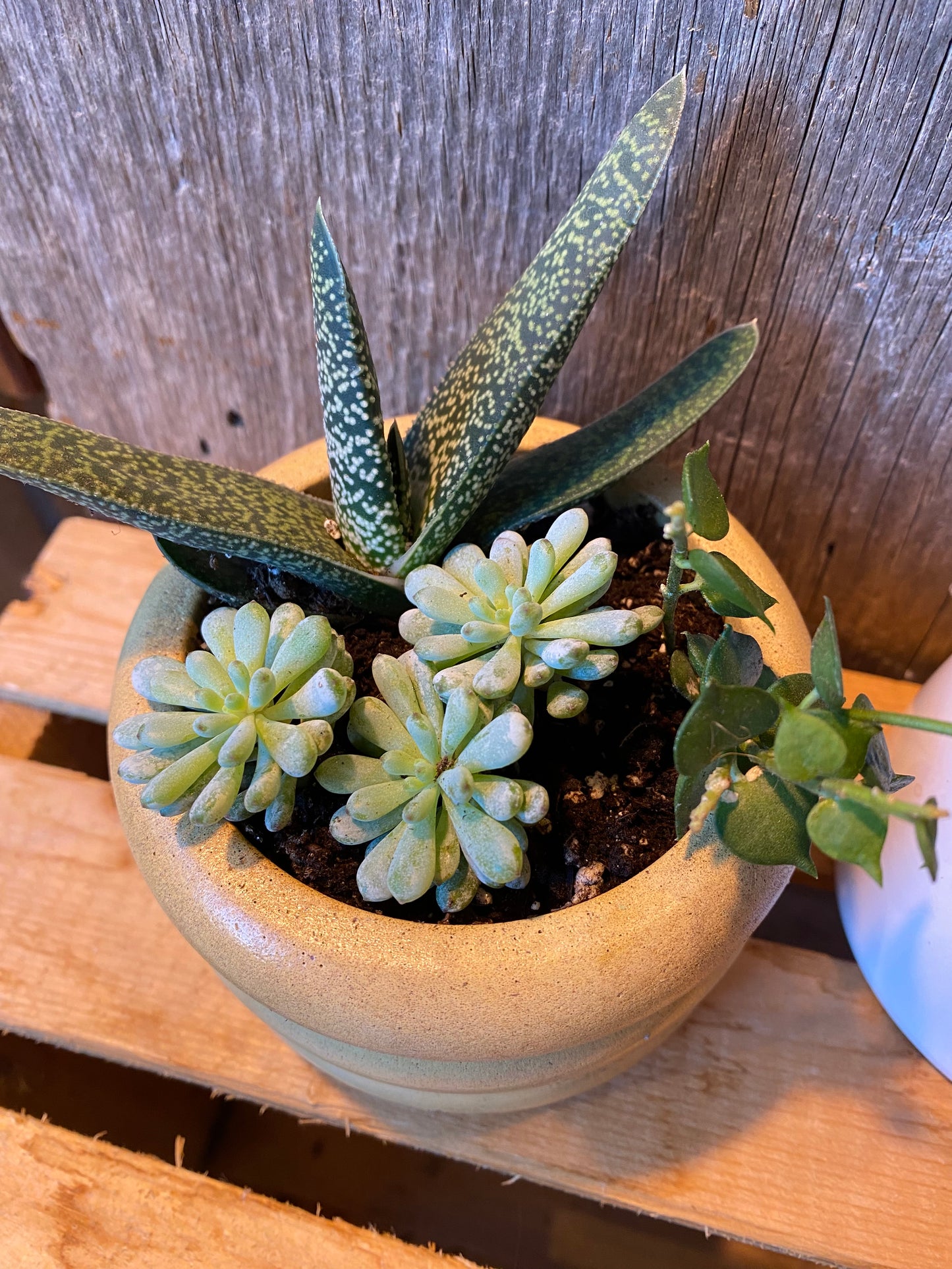 Mini Grab n Go Planter 3.5” Yellow