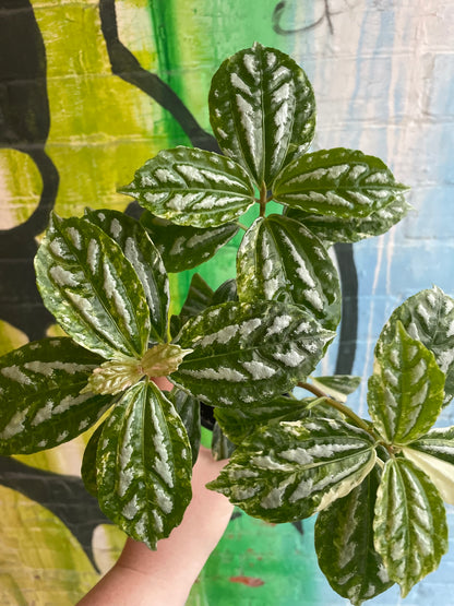 3.5" Variegated Pilea Aluminum