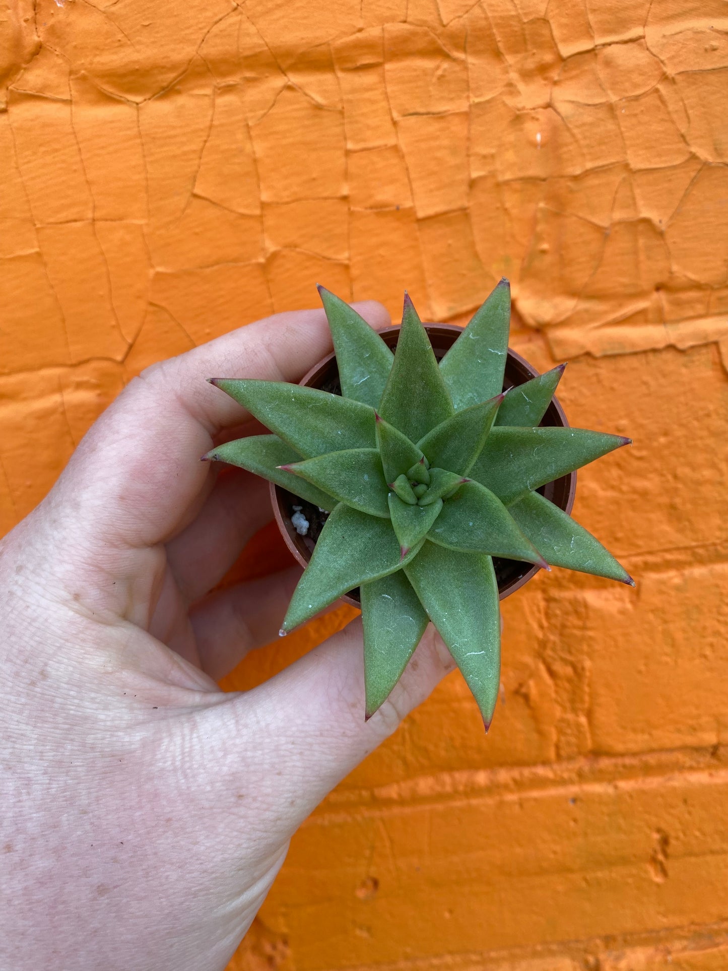 2.5" Echeveria agavoides Lipstick