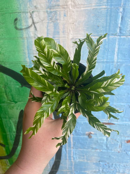 3.5 Variegated Asplenium nidus | Bird's Nest Fern