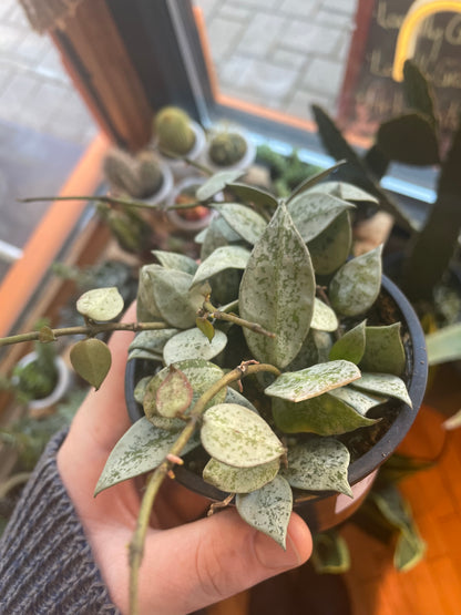 3.5" Hoya Krohniana Silver