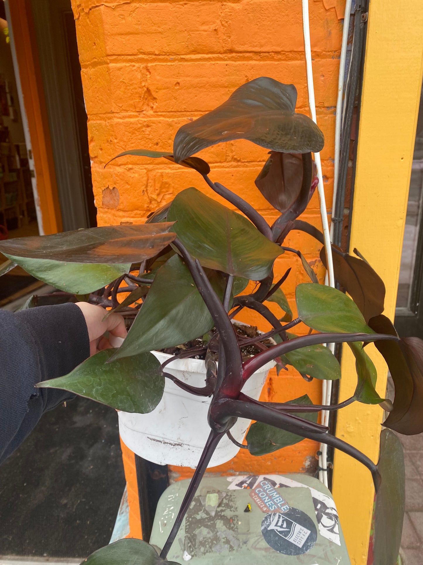 8”Philodendron New red