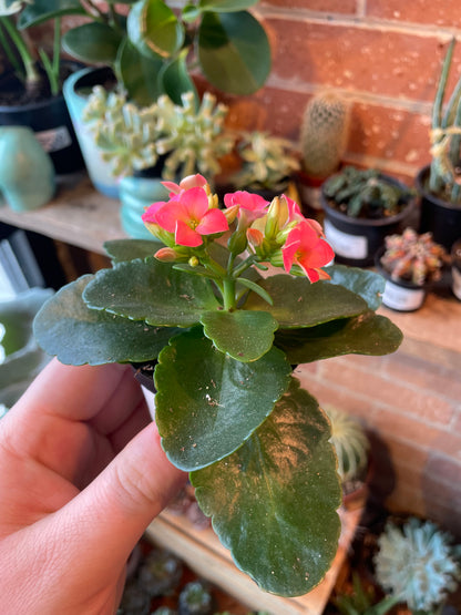 2.5" Kalanchoe Blossfeldiana