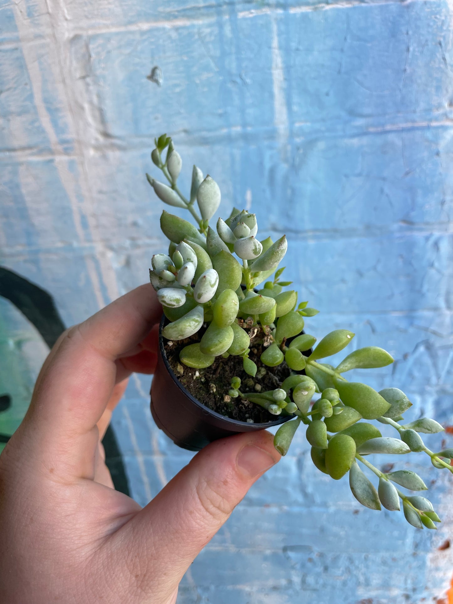 2.5" Cotyledon Pendens