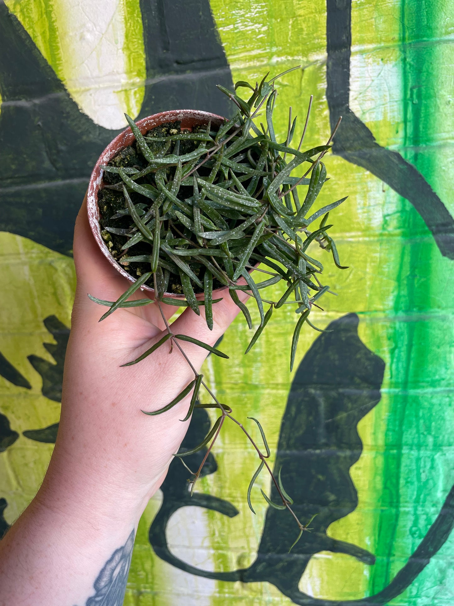 3.5" String Of Needles Ceropegia Linearis